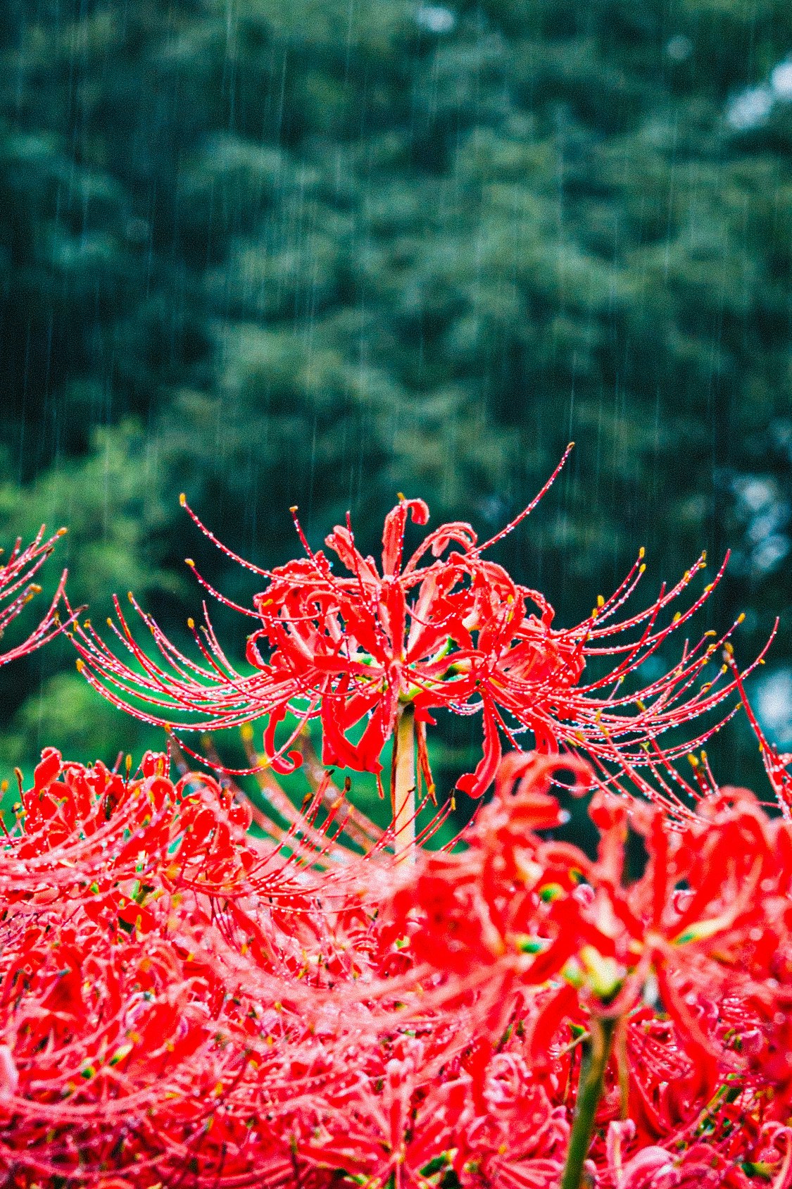雨に濡れる赤い彼岸花の群生