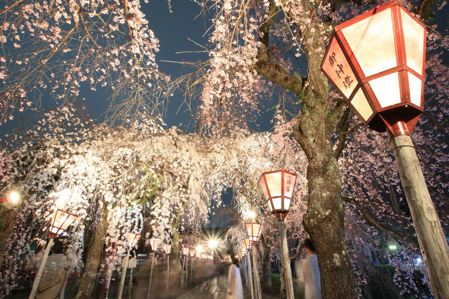 Beautiful scene of cherry blossoms and lanterns at night