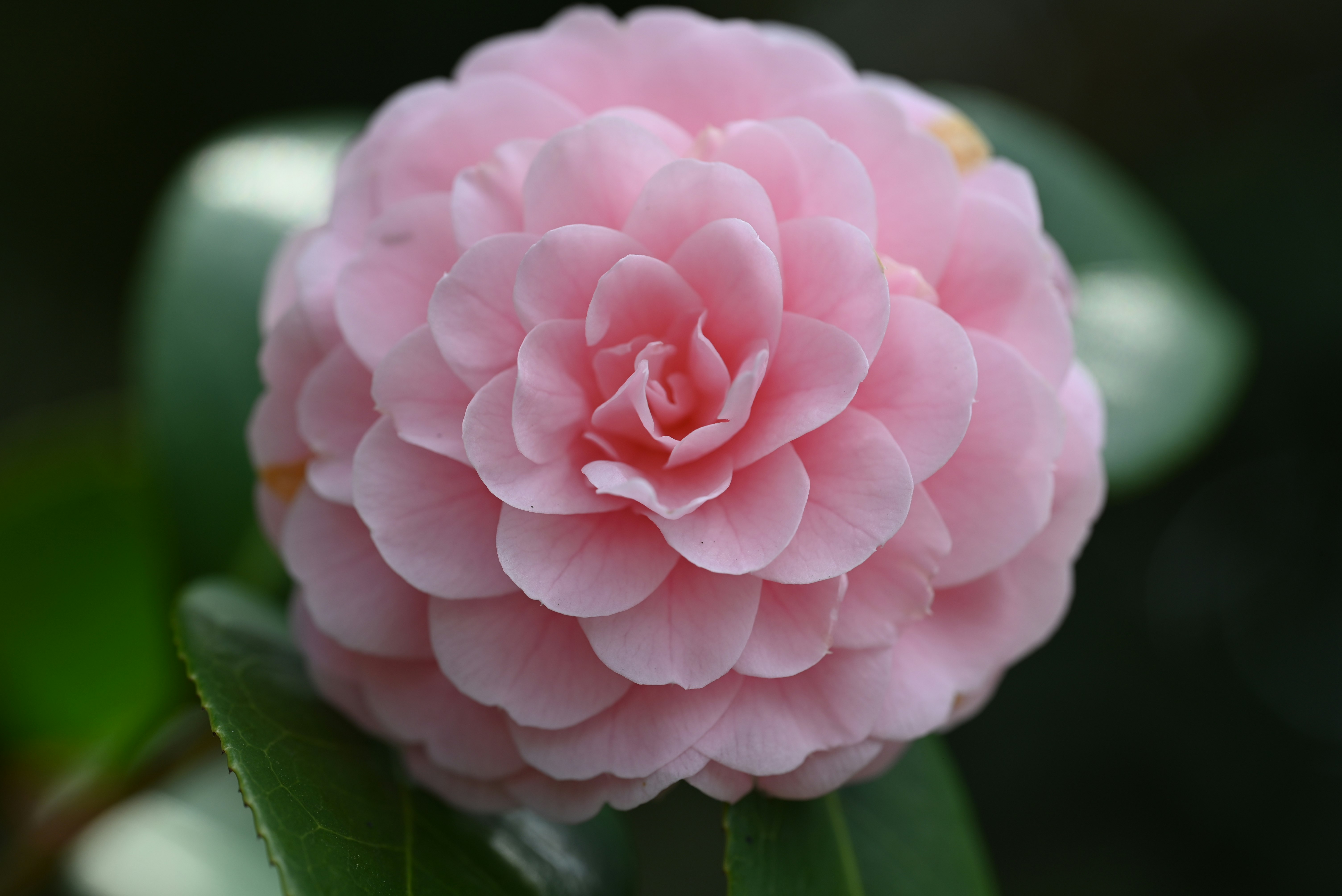 ピンクの花びらが重なる椿のような花のアップ
