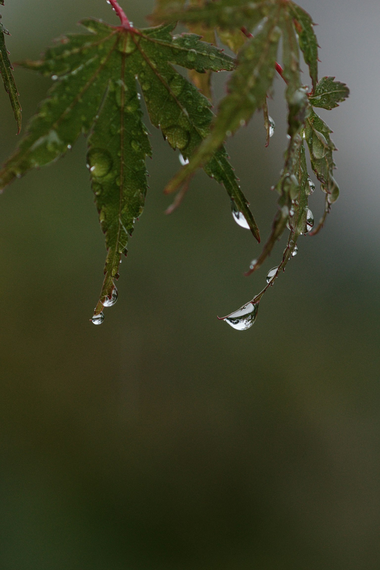 Green leaf with raindrops hanging from the tips