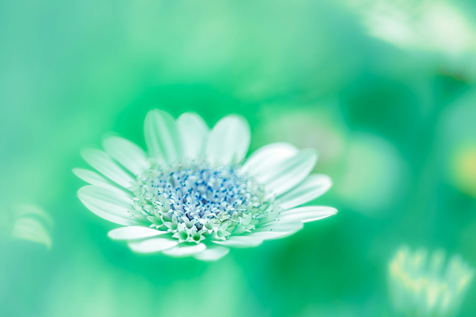 Close-up bunga putih di latar belakang hijau lembut