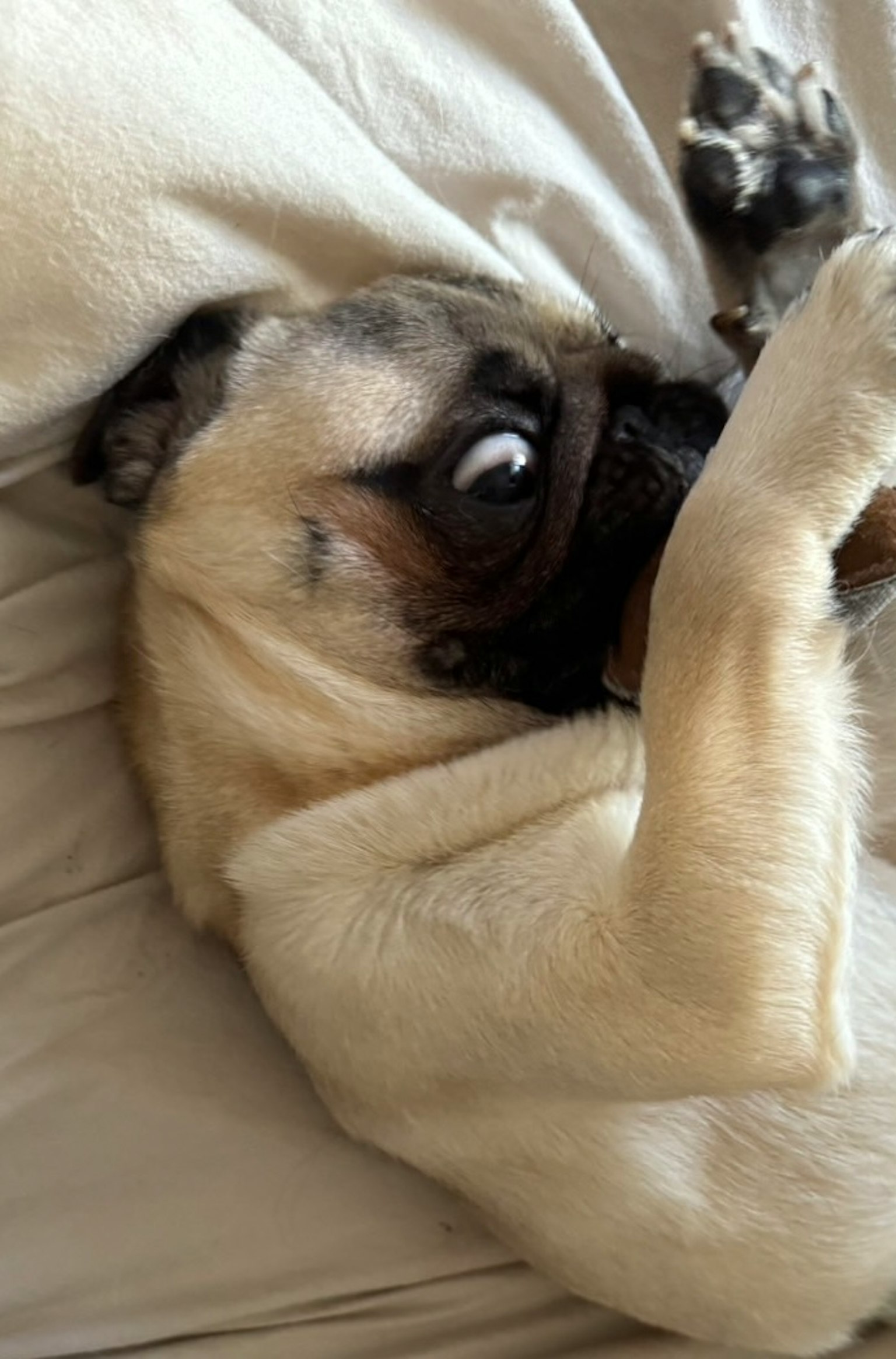 Một chú pug nằm ngửa với biểu cảm nghịch ngợm