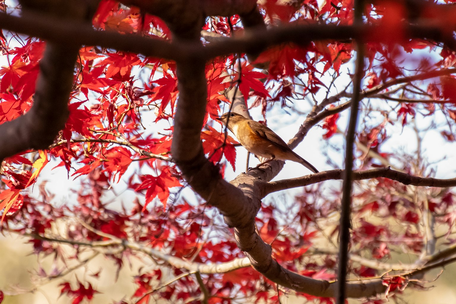 一隻小鳥栖息在鮮豔紅葉之間的樹枝上