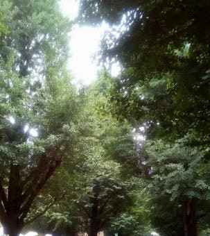木々の緑が広がる森のような風景