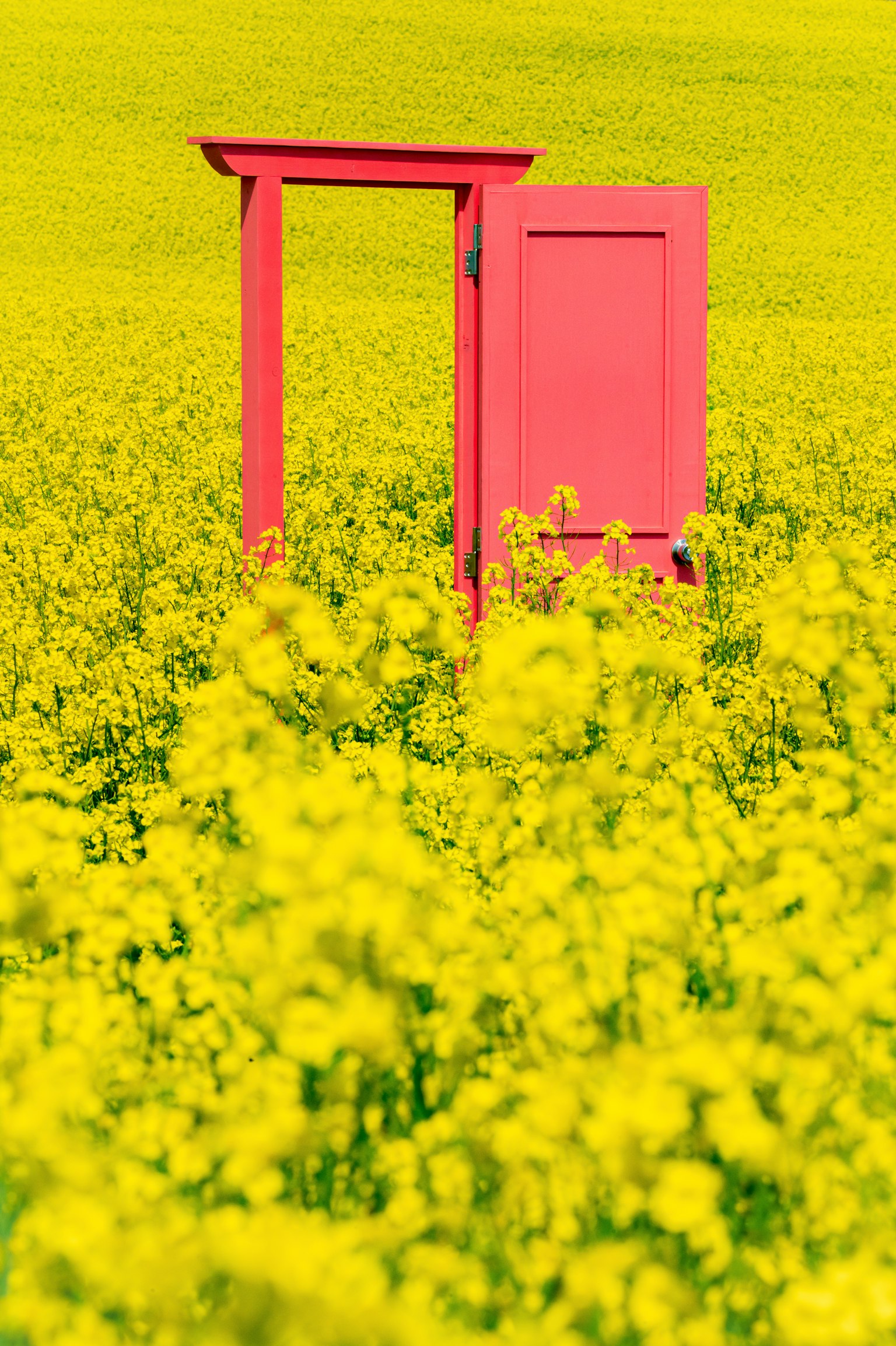 Eine pinkfarbene Tür steht in einem Feld mit gelben Blumen