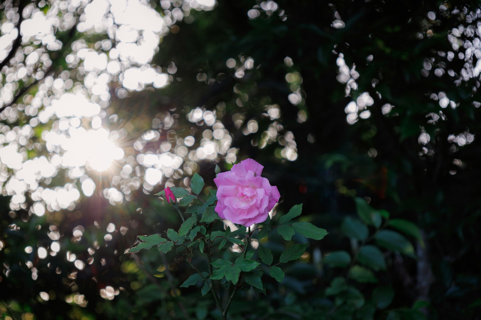 Una hermosa rosa rosa destaca entre las hojas verdes con la luz del sol de fondo