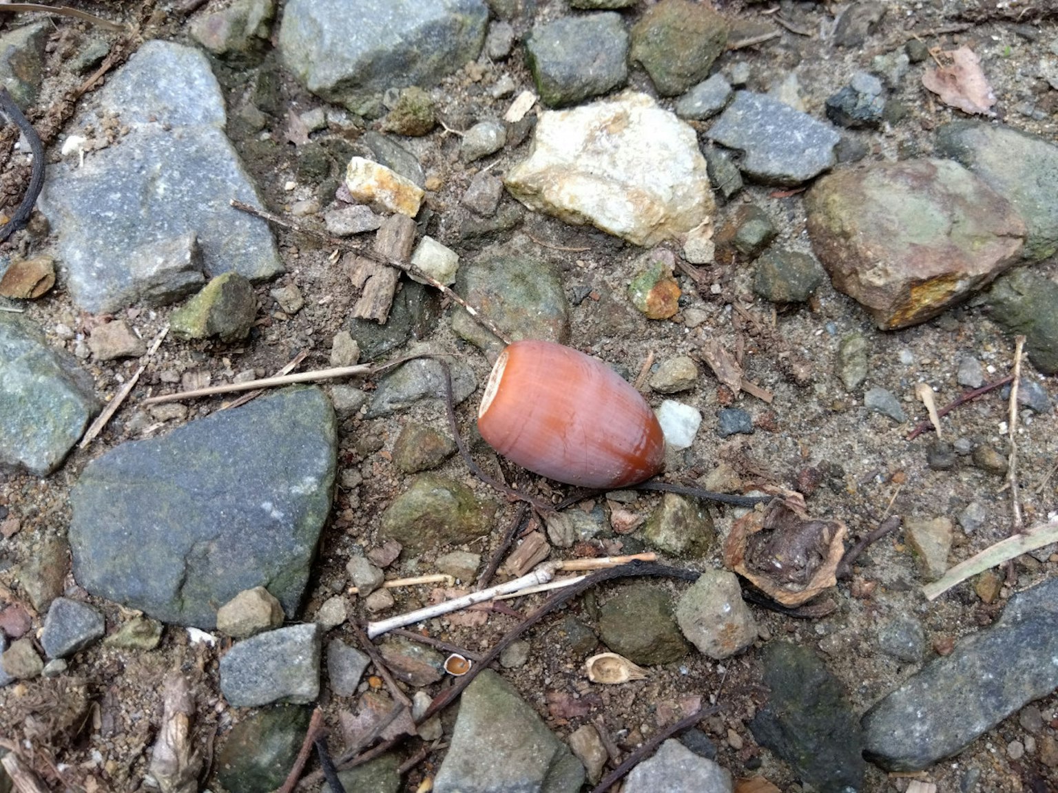 Un fragmento de cerámica marrón descansando entre pequeñas piedras en el suelo