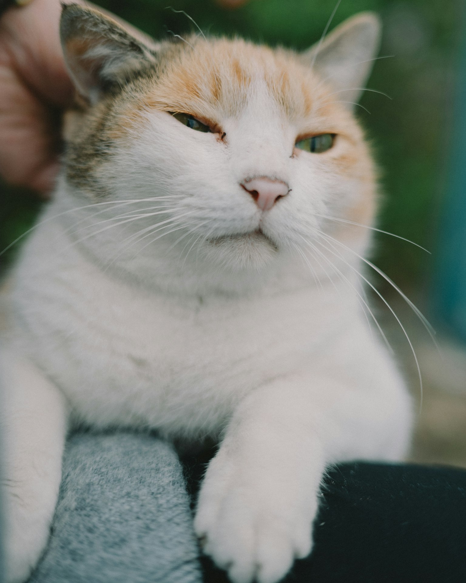 Un gatto rilassato con pelo bianco e arancione che riposa sulle ginocchia di una persona