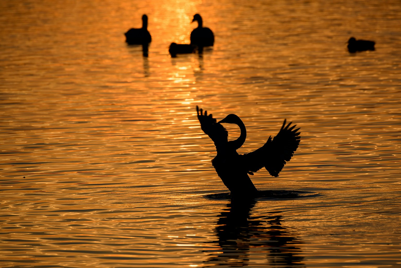 Vogel breitet die Flügel bei Sonnenuntergang aus mit anderen Vögeln, die auf dem Wasser treiben
