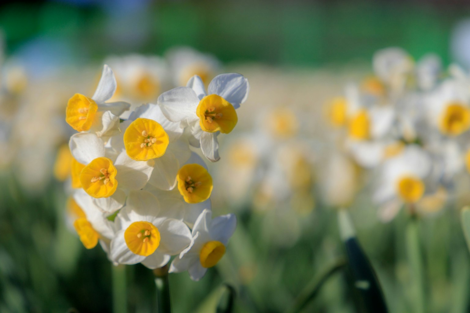 Primo piano di fiori bianchi e gialli in un campo