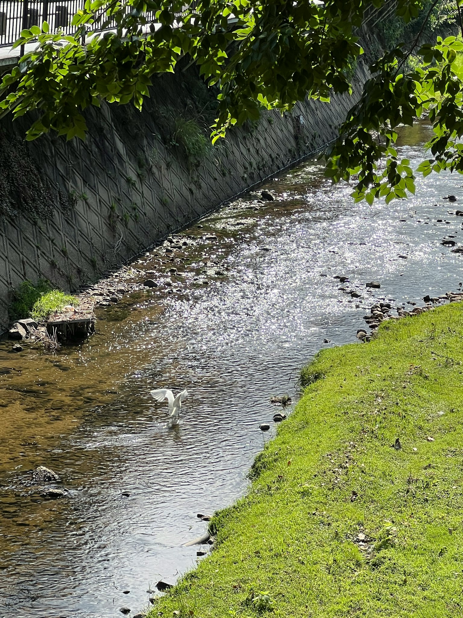 Vista escénica de un río con flujo suave y hierba verde