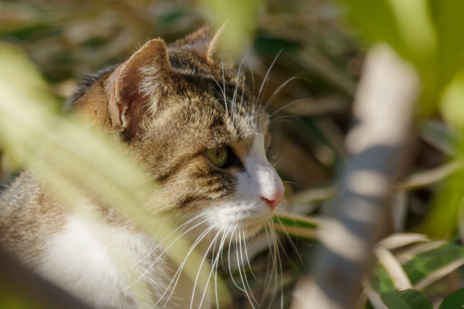 Profil einer Katze, die durch grüne Blätter schaut