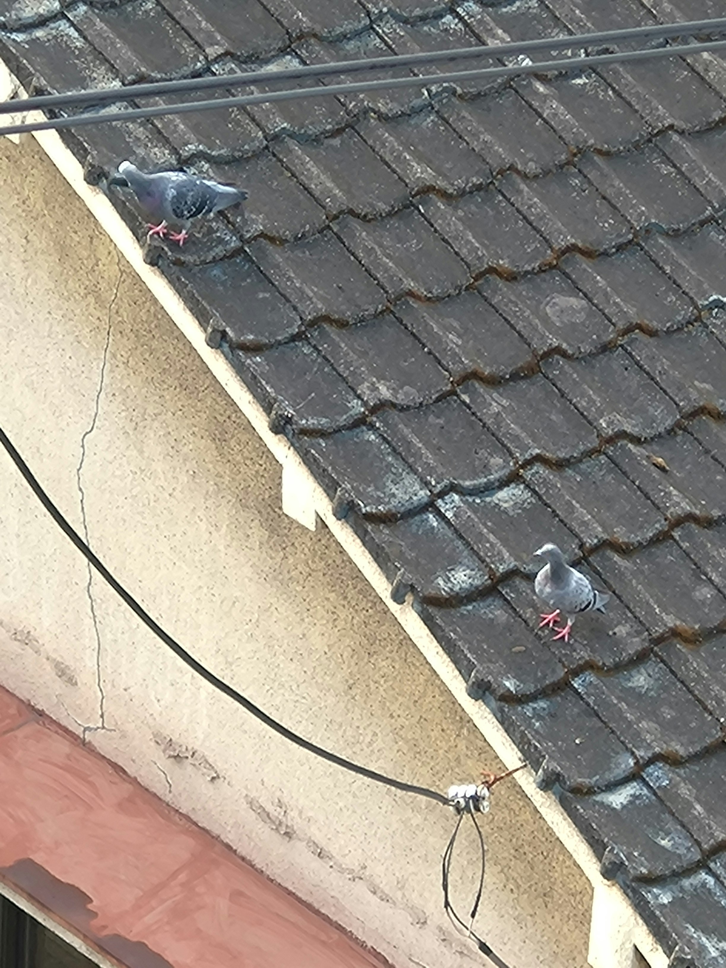 屋根の上の鳩と古民家の軒先