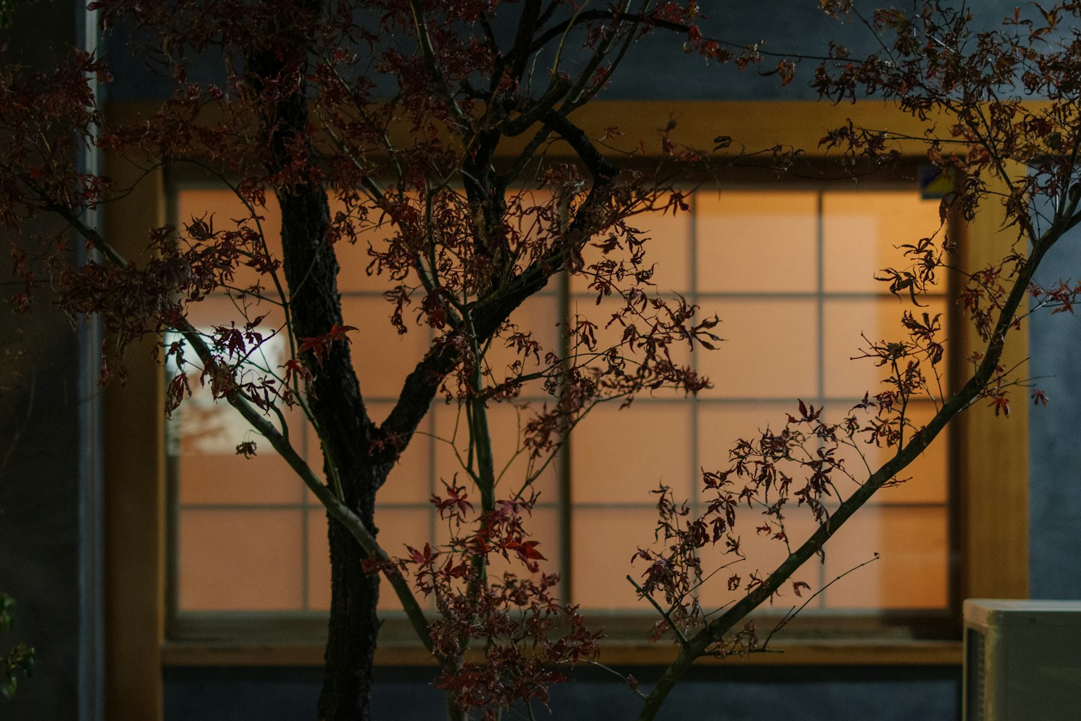夜晚日本房屋窗户的轮廓与光秃的树枝