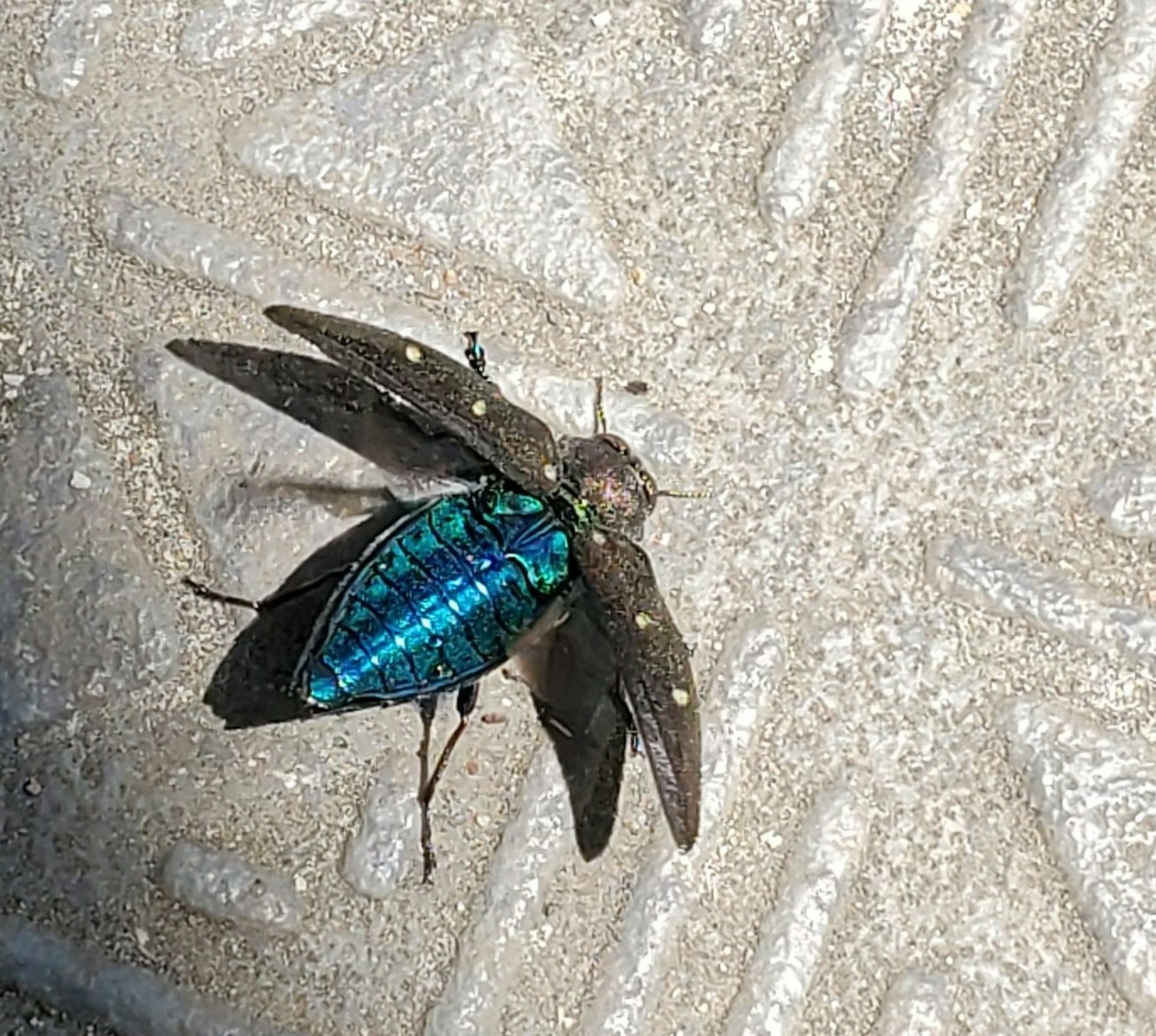 Serangga dengan sayap biru beristirahat di tanah