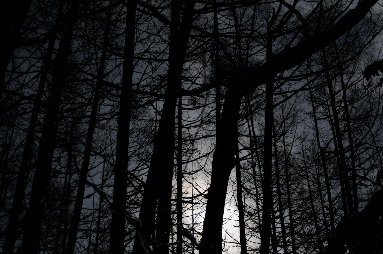 Arbres en silhouette dans une forêt sombre éclairée par la lune