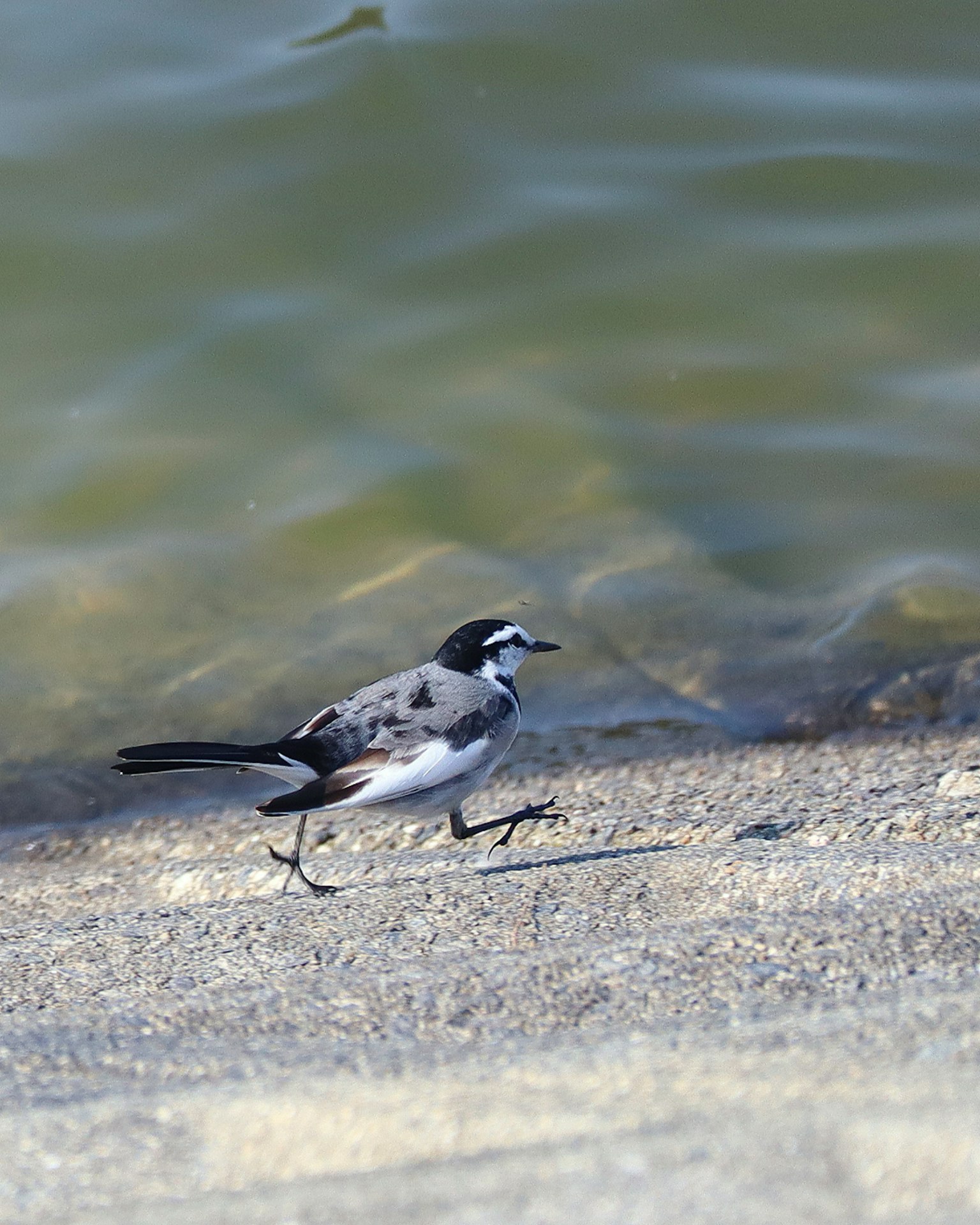 A black and white bird walking along the water's edge