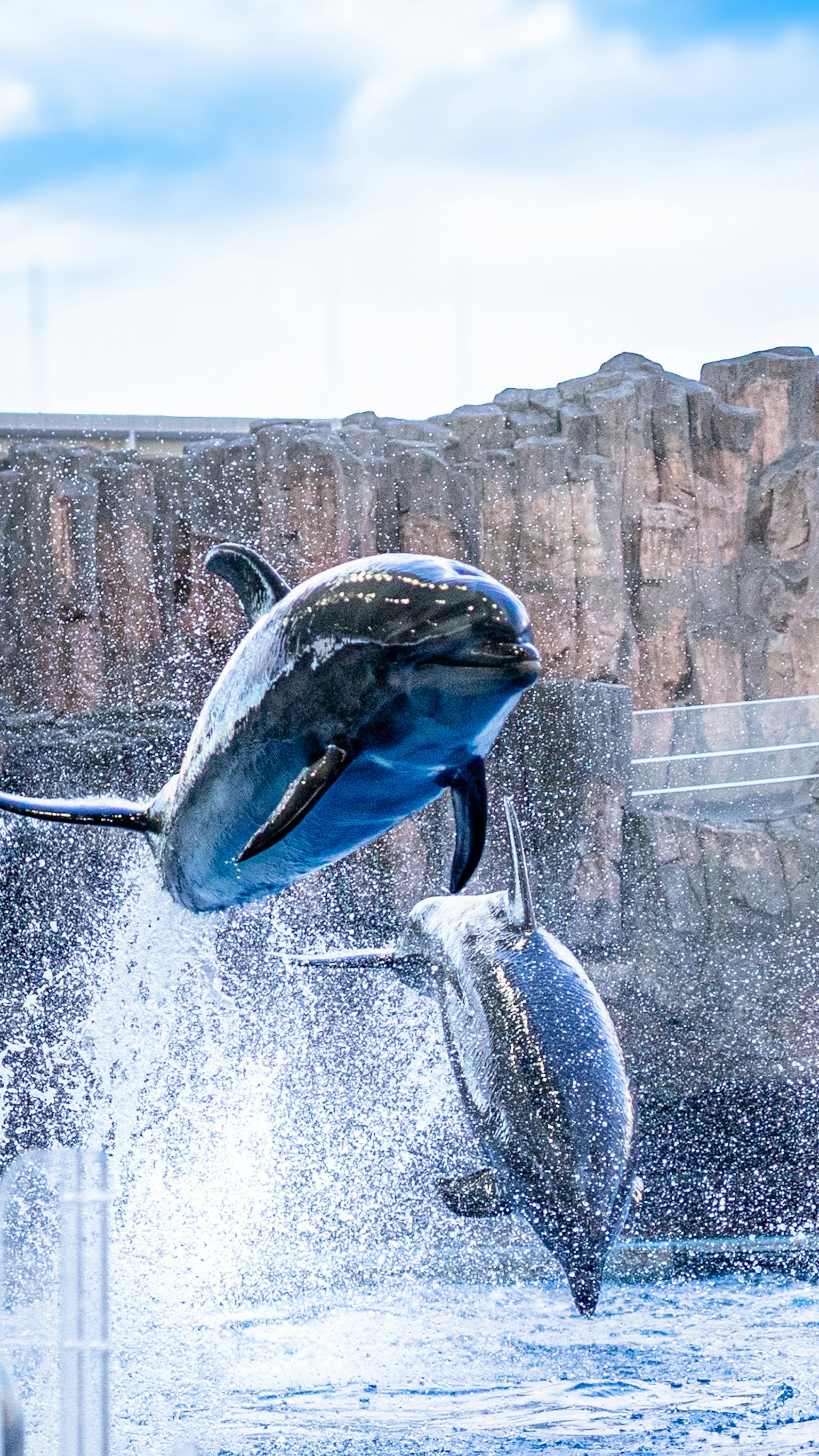 イルカが水しぶきを上げてジャンプしている様子