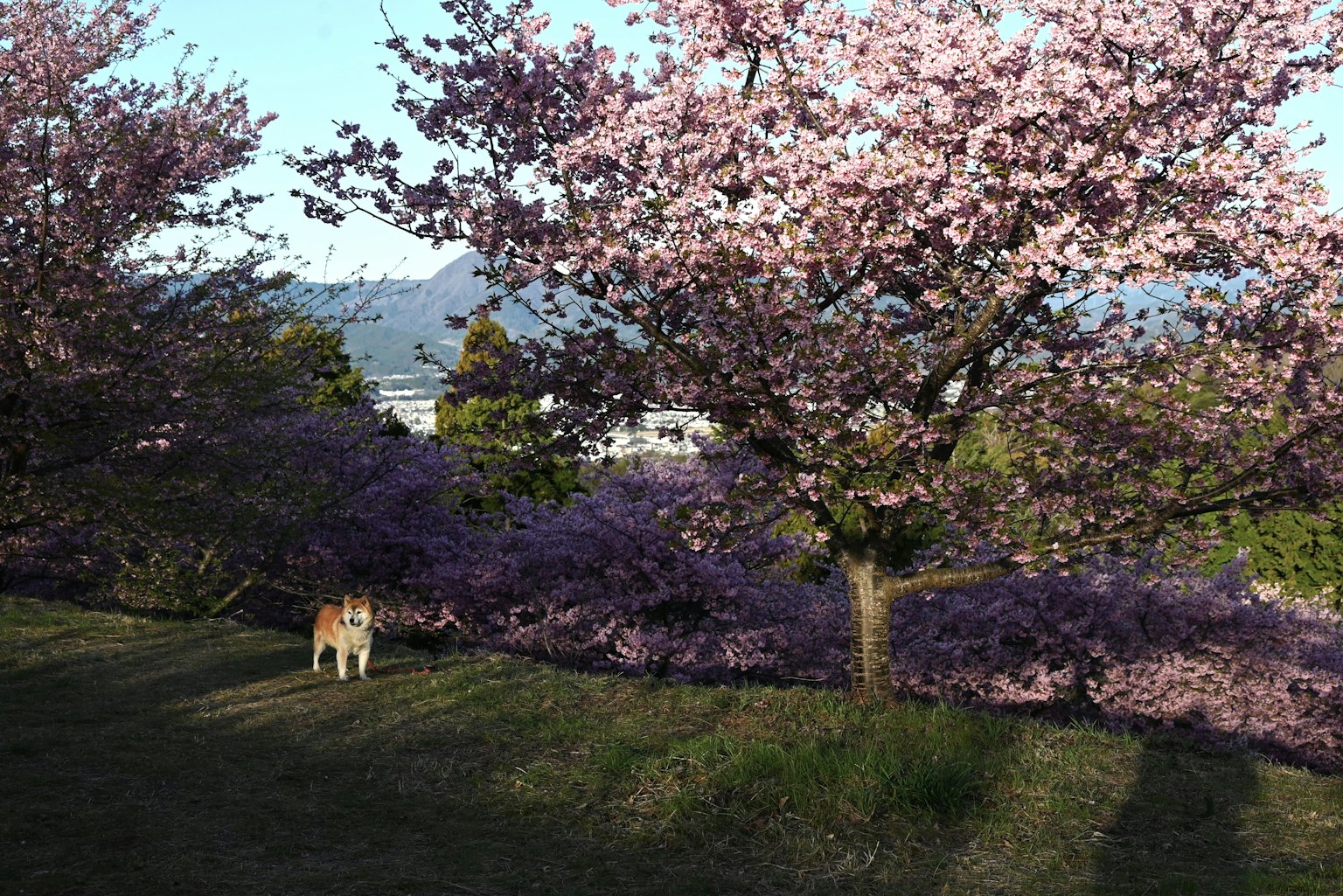 A dog standing under a cherry blossom tree in a scenic landscape