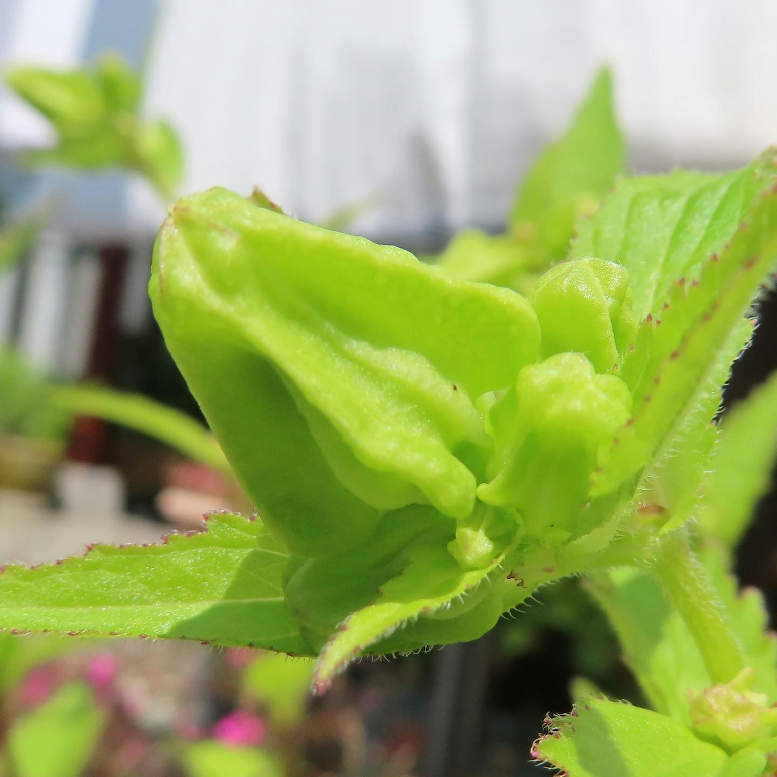 Image en gros plan d'un bouton de plante verte avec des caractéristiques uniques