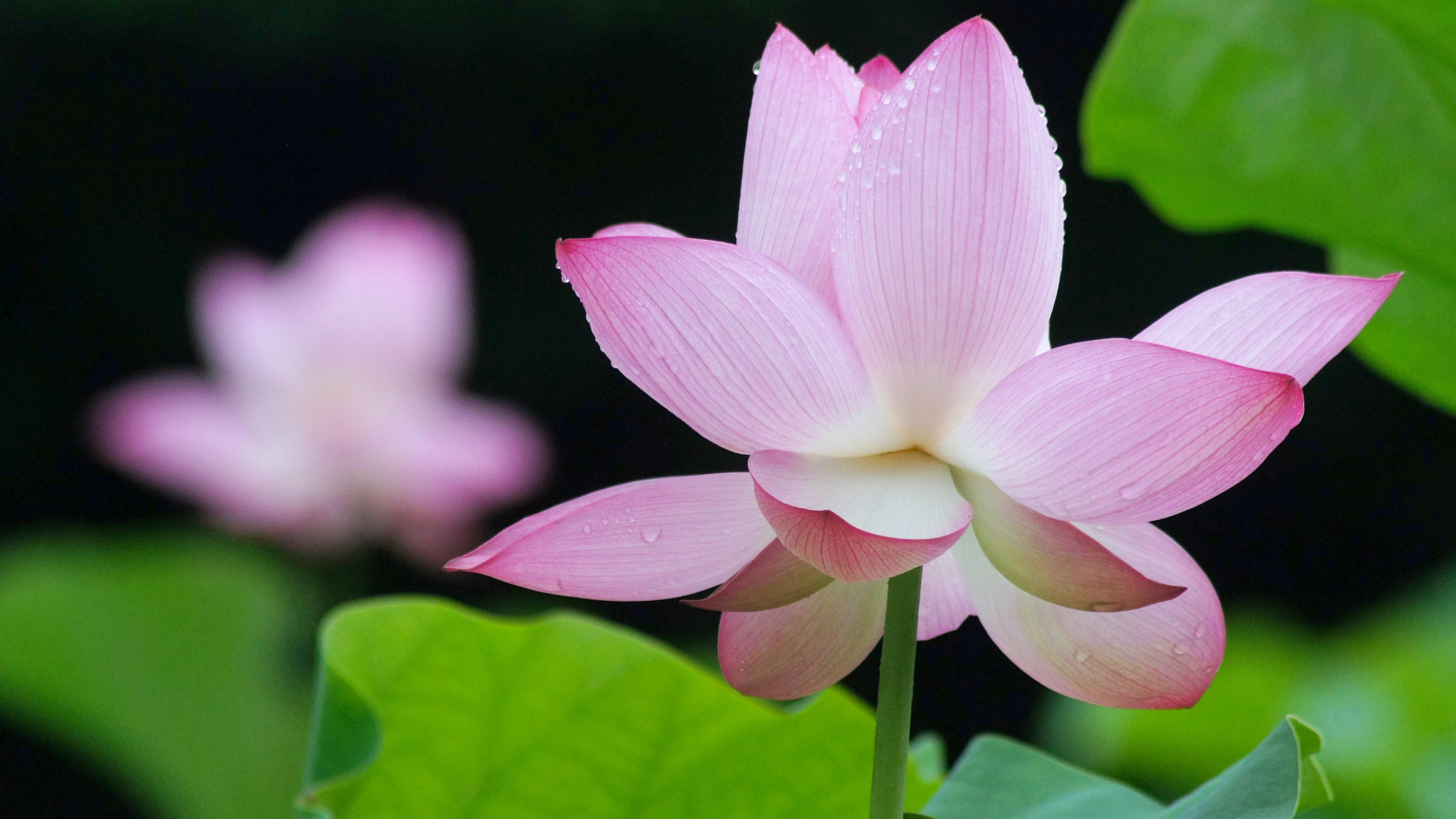 ピンクの蓮の花のクローズアップ画像