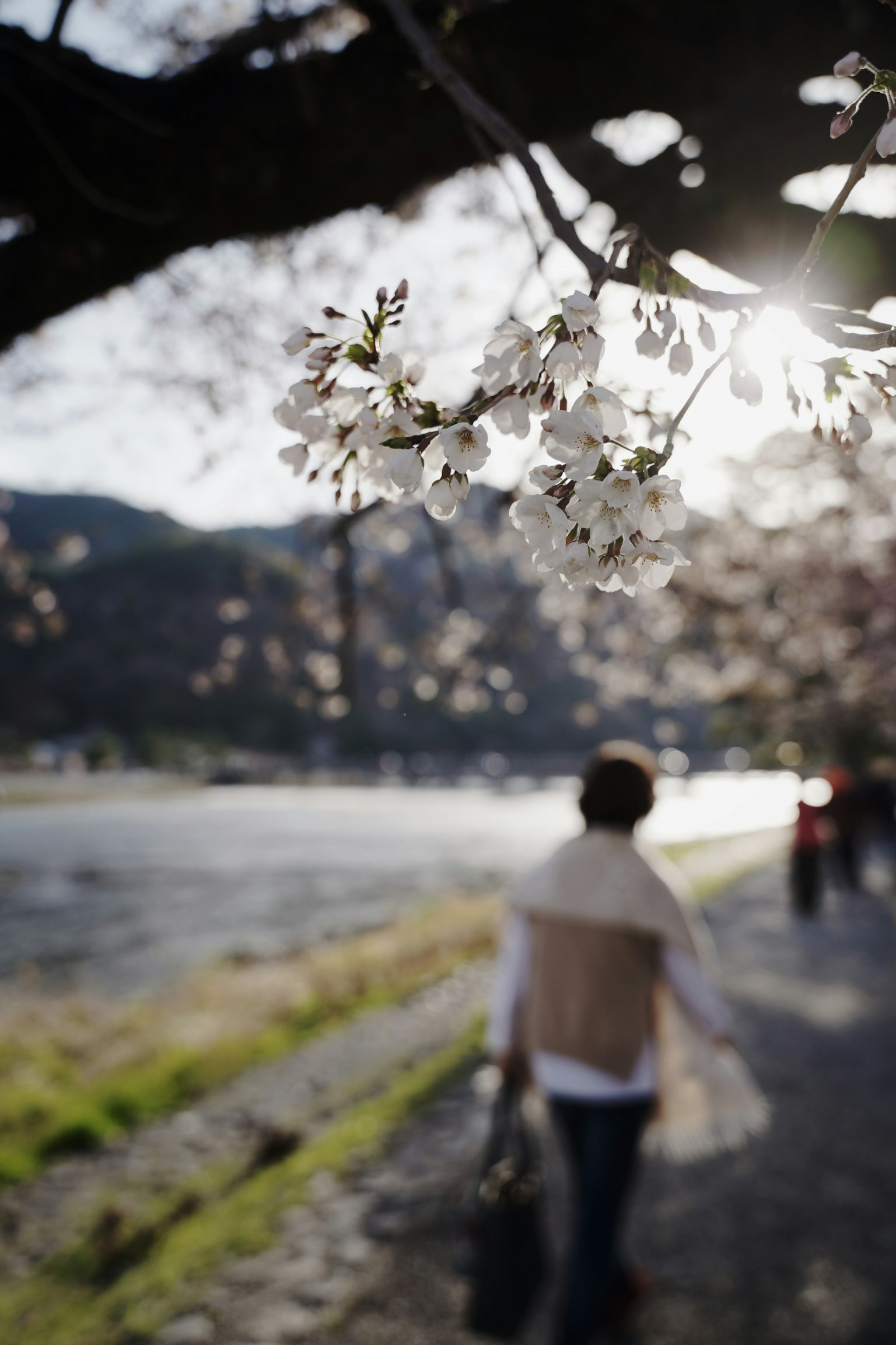 Person walking under a blooming cherry blossom tree with a river in the background