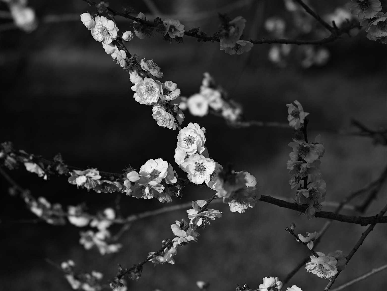 Nahaufnahme von blühenden Pflaumenblüten an Ästen in Schwarzweiß