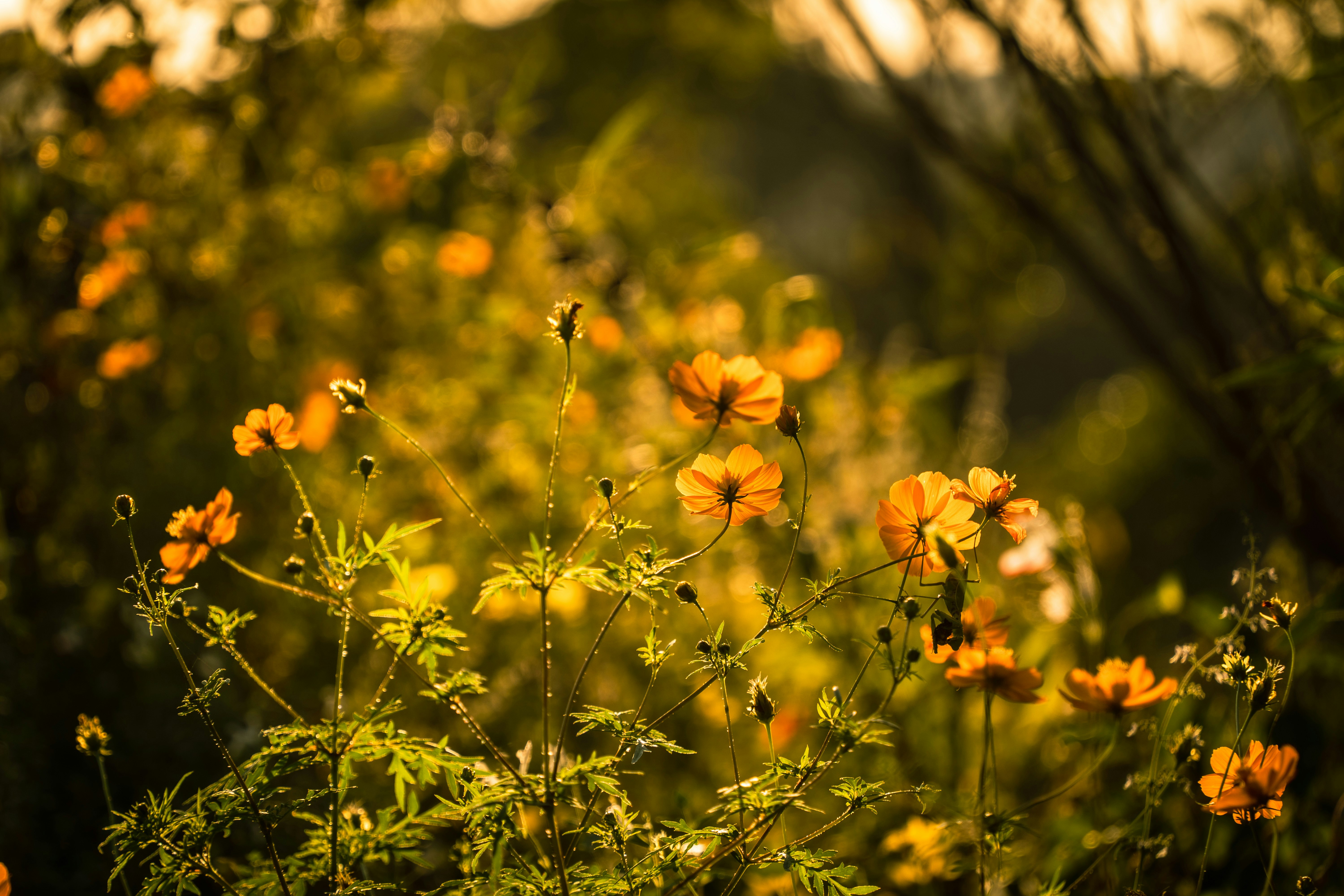 夕日を浴びる野の花の群れ