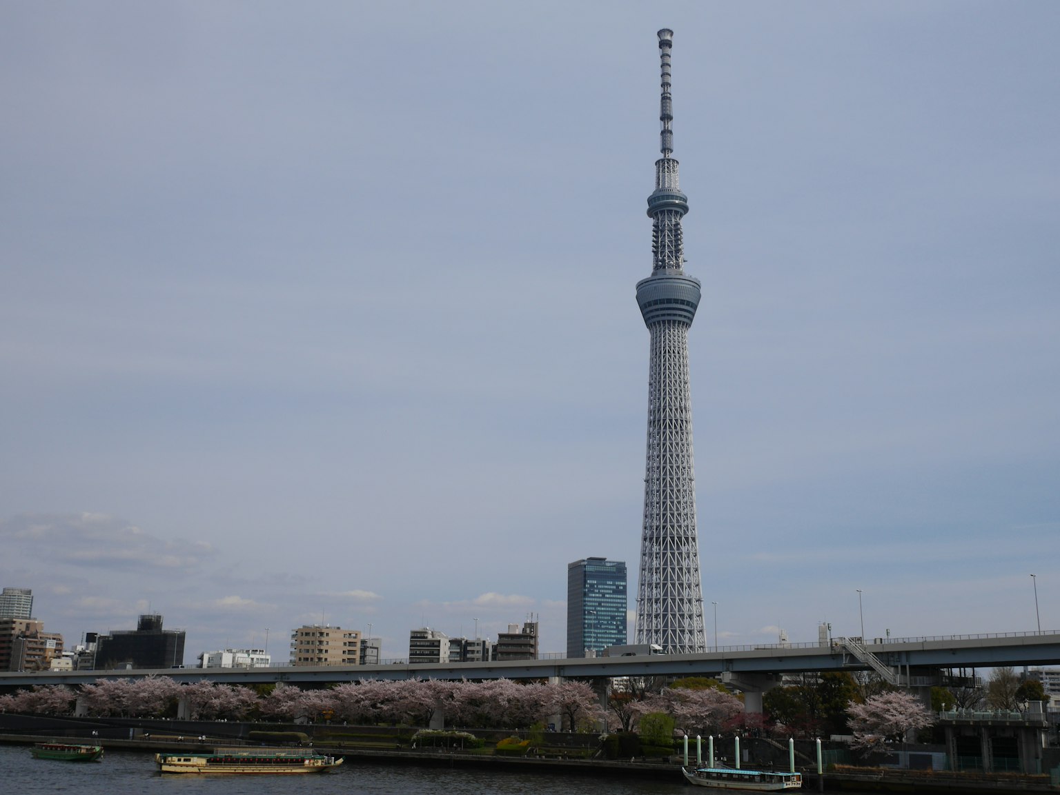 Tokyo Skytree mit Kirschblüten und bewölktem Himmel
