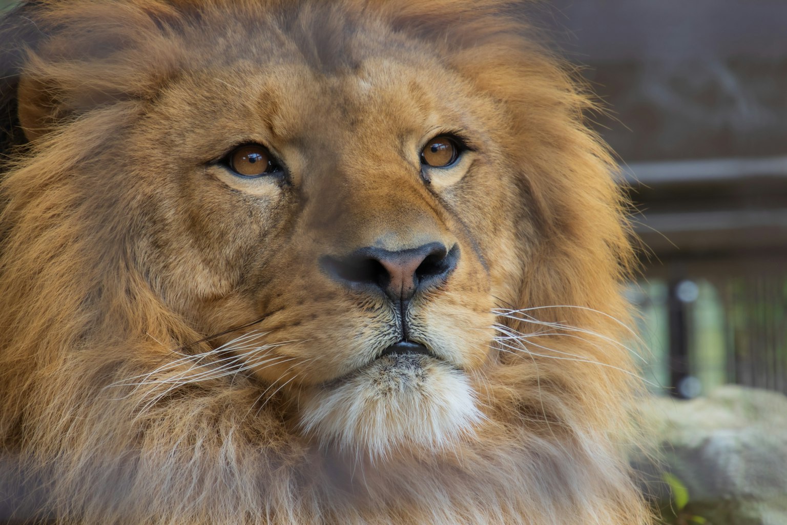 Nahaufnahme des Gesichts eines Löwen mit majestätischer Mähne und durchdringenden Augen
