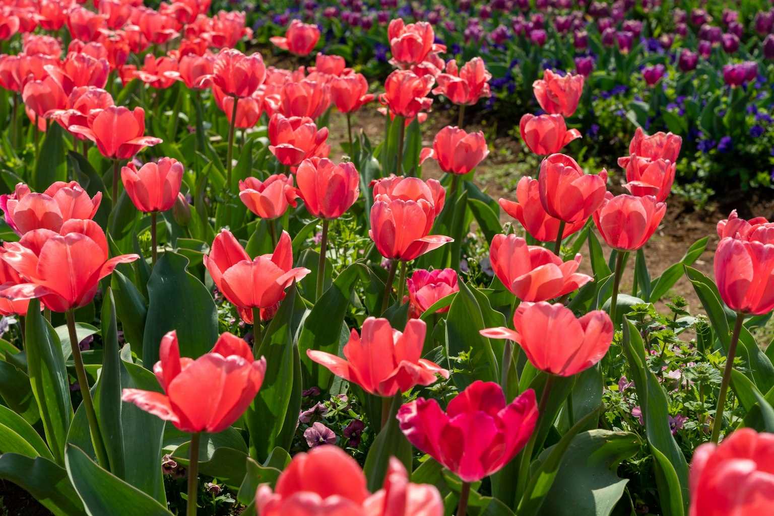 Cánh đồng hoa tulip hồng rực rỡ