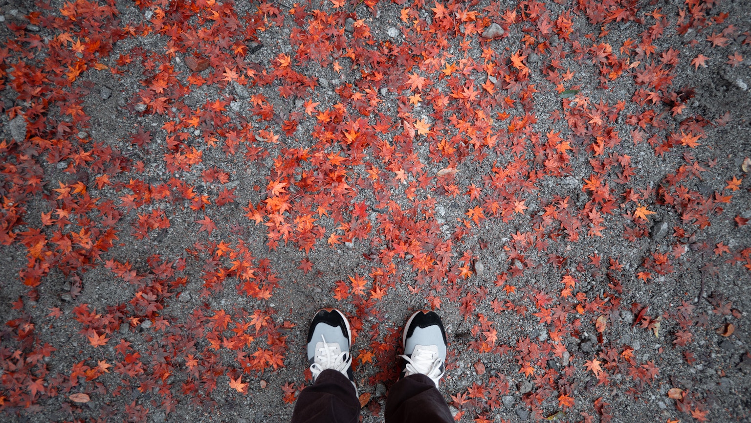 腳站在覆蓋著紅色秋葉的地面上