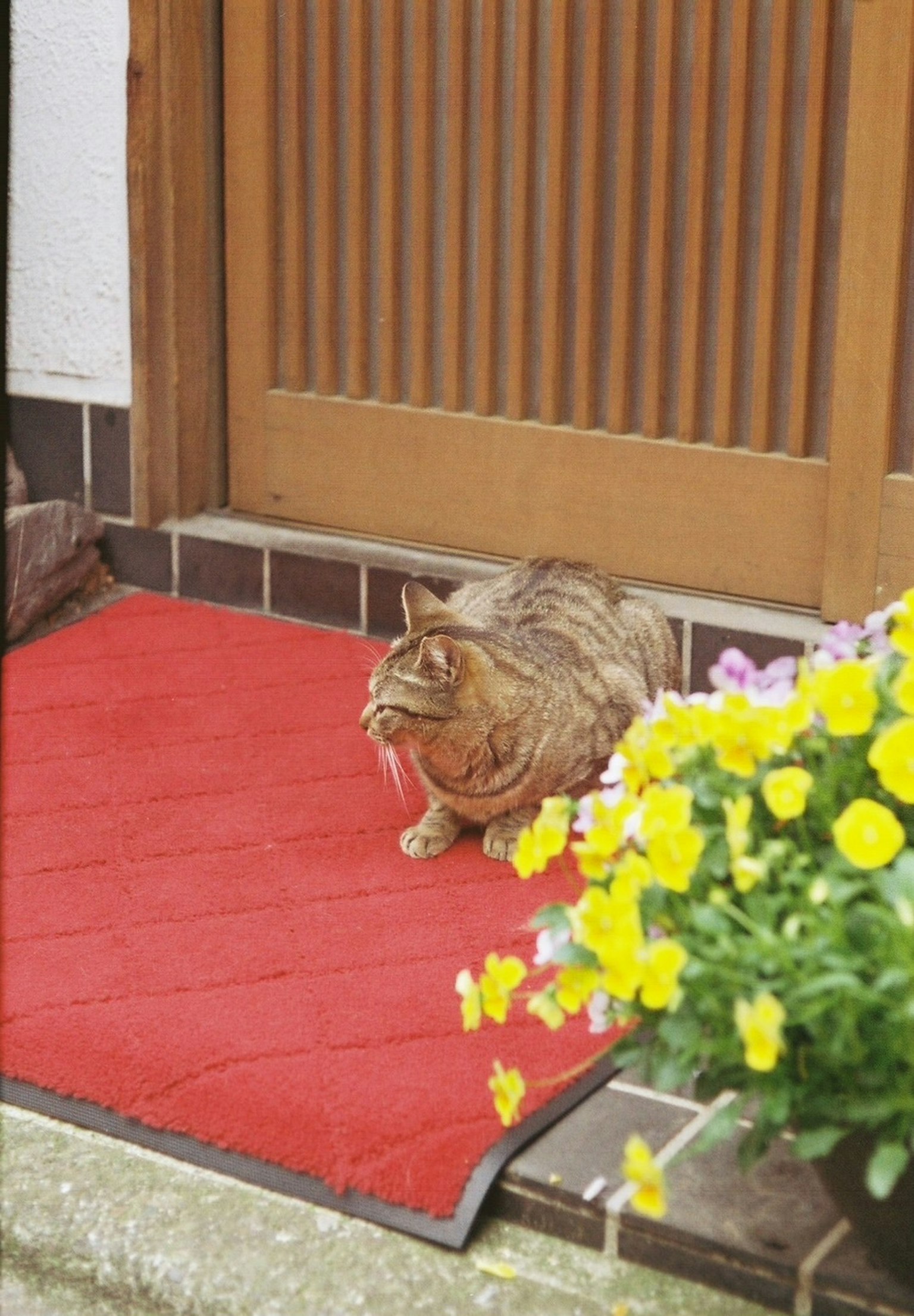A cat sitting on a red mat with a pot of flowers at the entrance