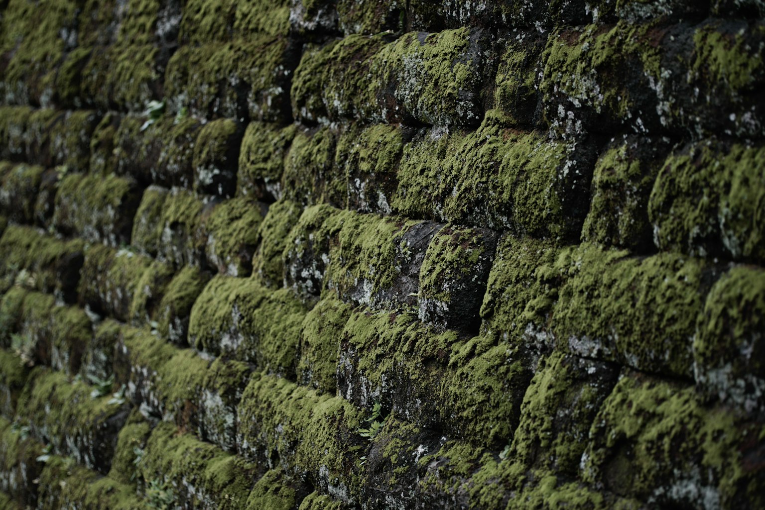 Primo piano di un muro di pietra coperto di muschio