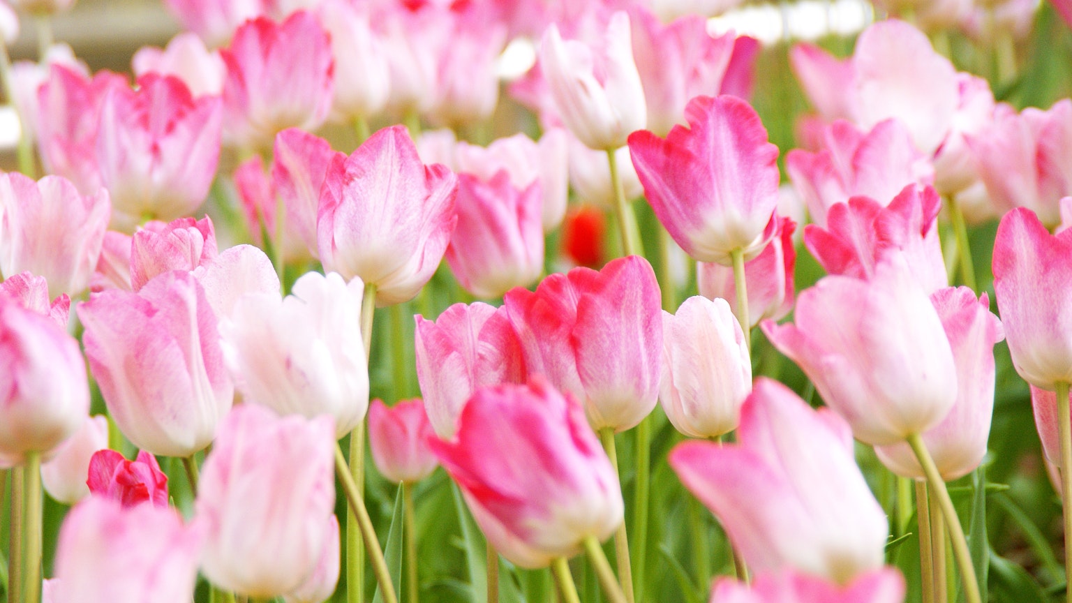 Ladang indah berisi tulip merah muda dan putih yang sedang mekar
