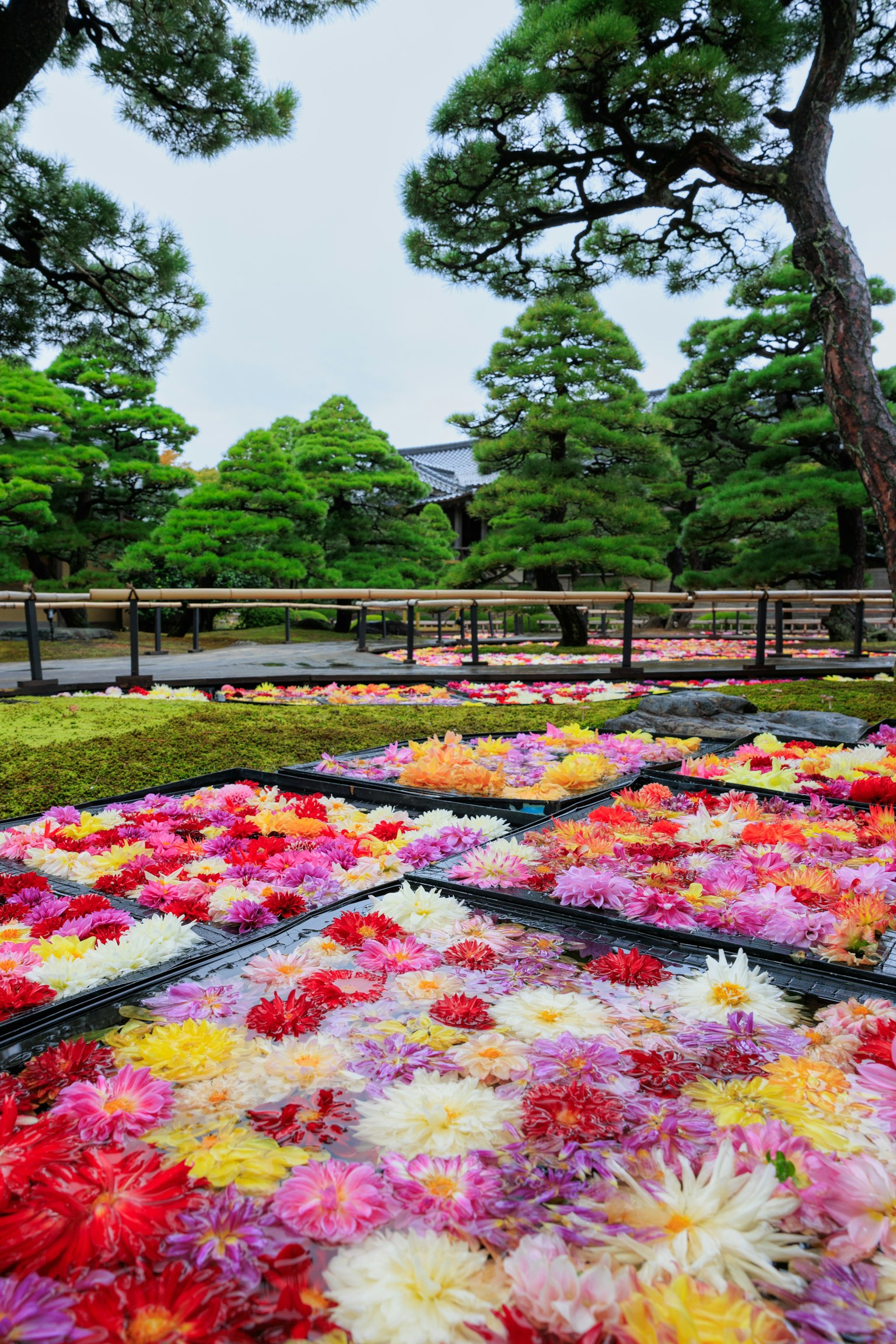 花园场景，有色彩缤纷的花朵和背景中的松树