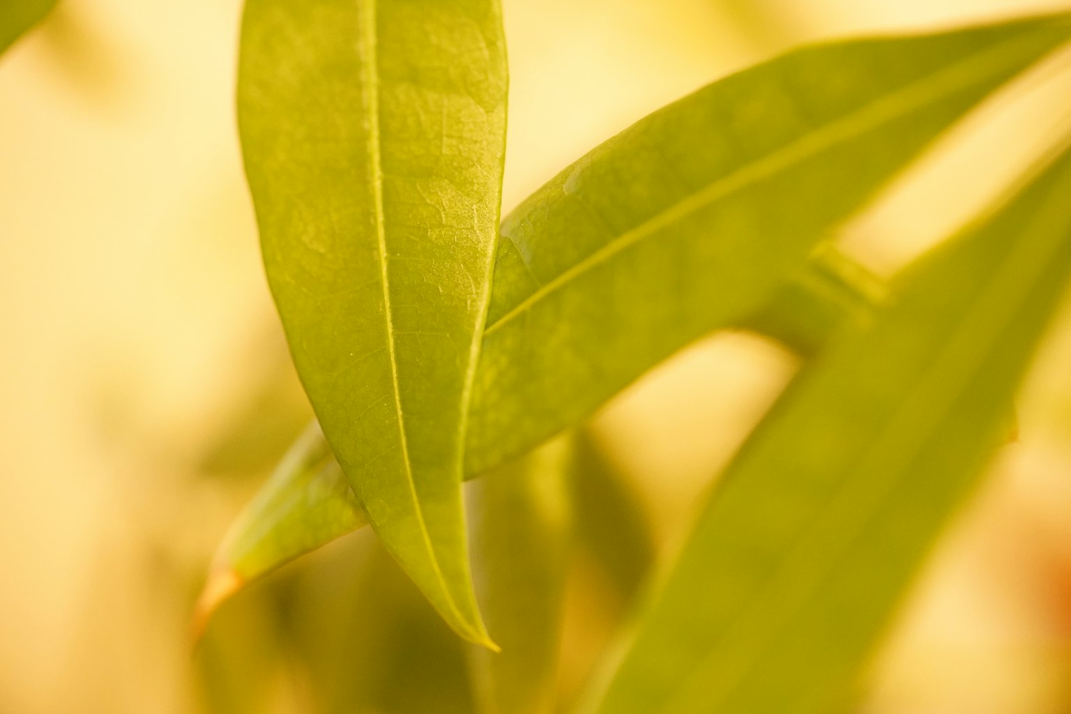 Close-up of vibrant green leaves against a yellow background