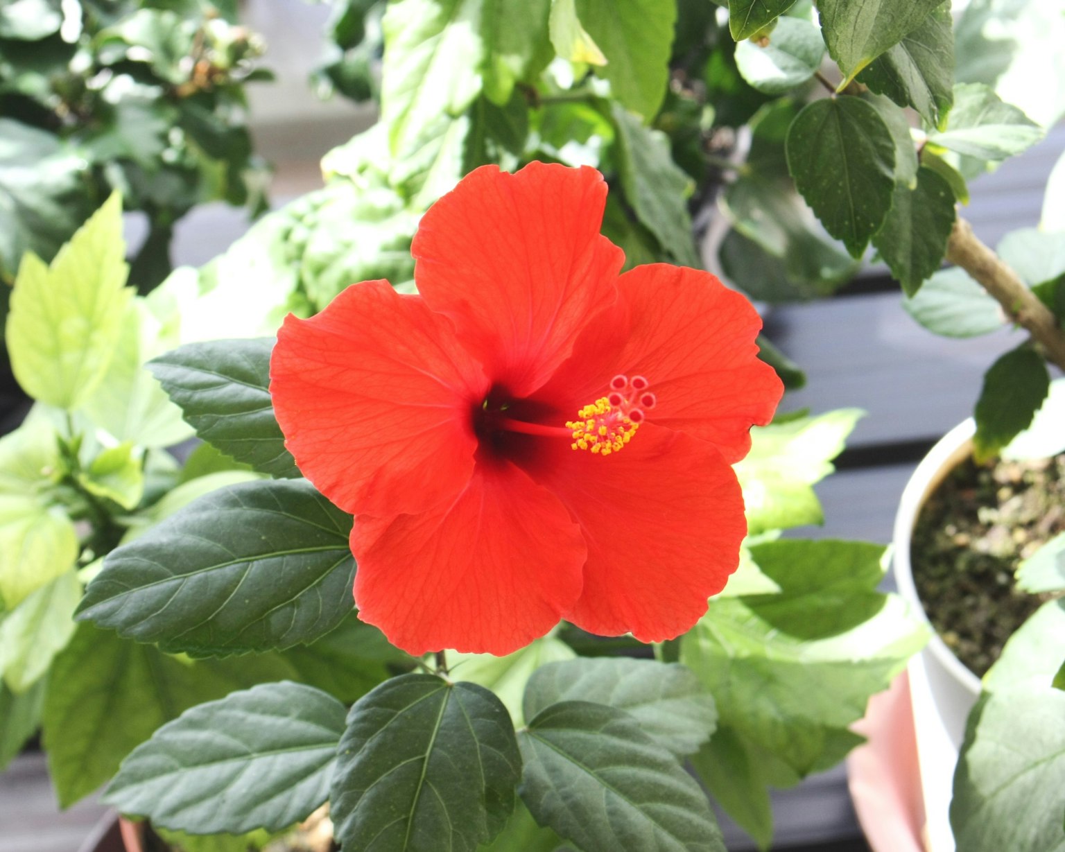 鮮豔的紅色芙蓉花在綠色葉子中盛開