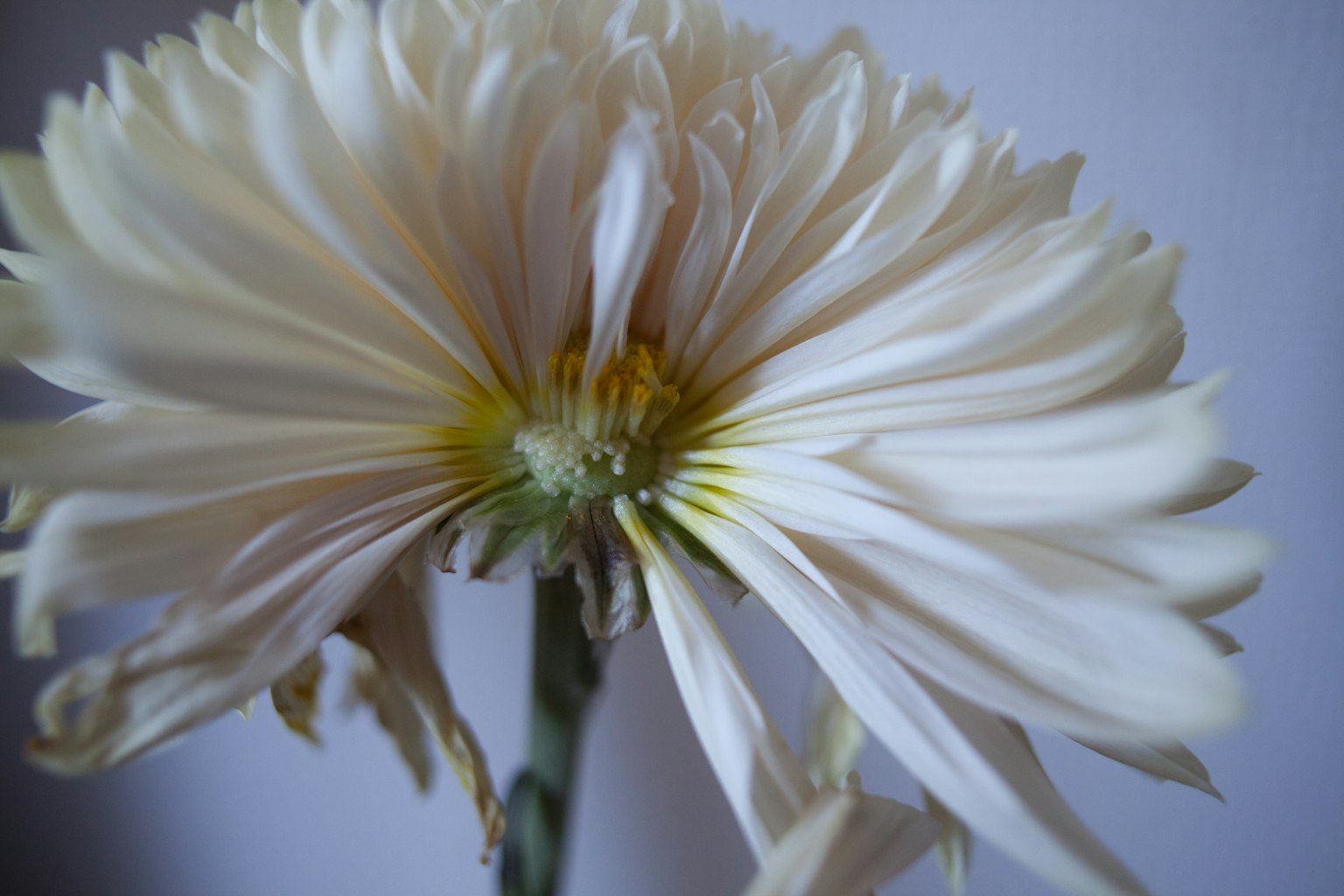 Close-up of a white flower with soft petals and a green center