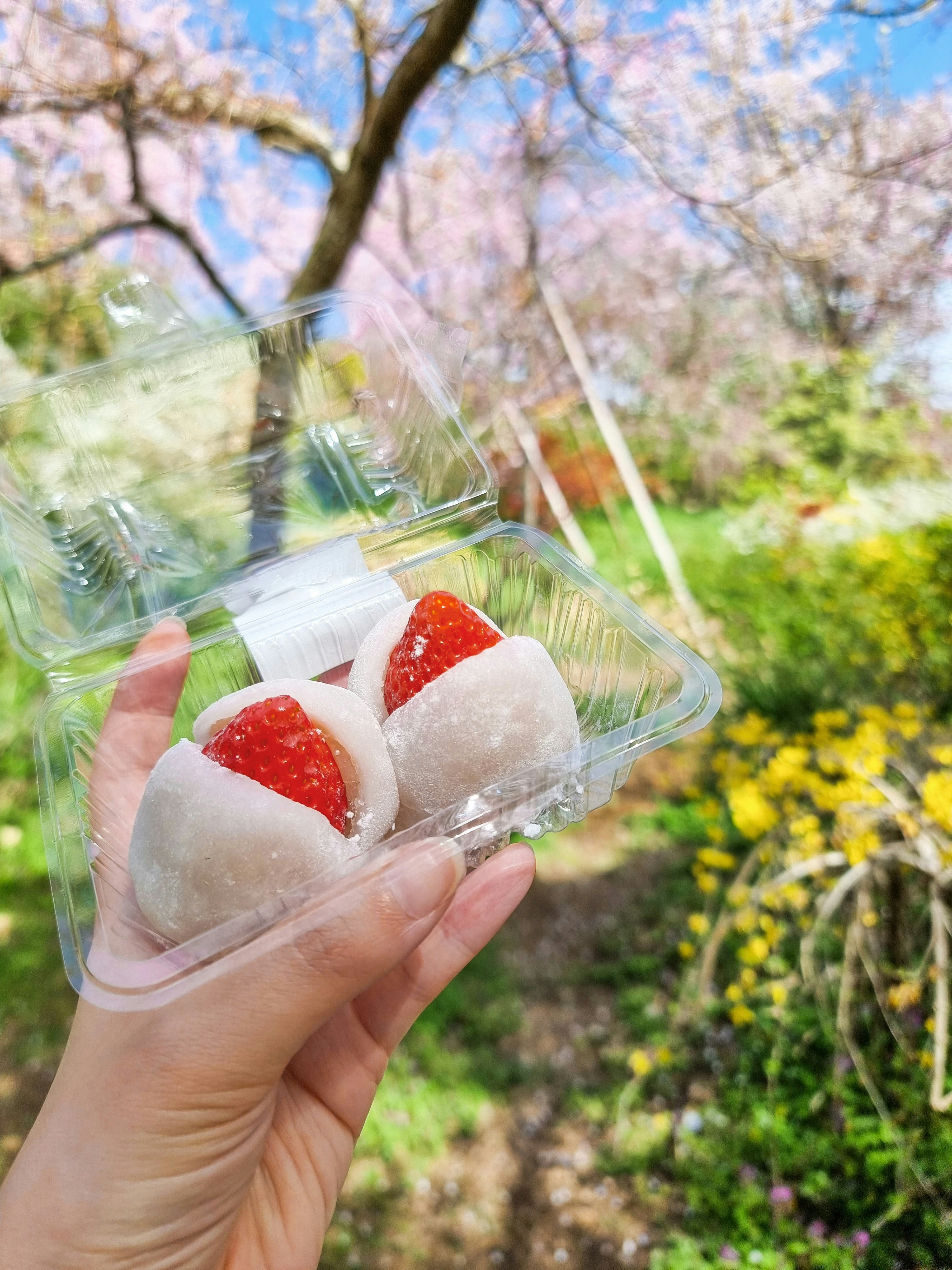 桜の下でいちご大福を手に持つ花見の風景