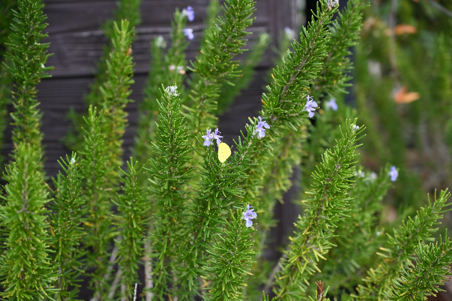 Kräuterpflanze mit grünen Blättern und lila Blüten