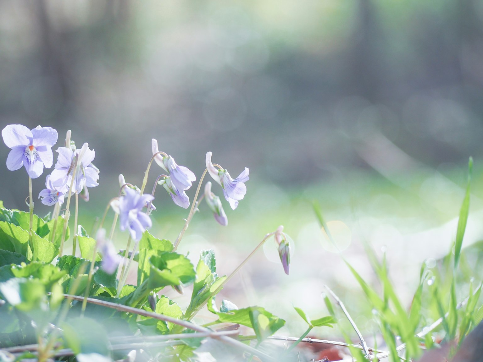 Hình ảnh hoa violet nở trong khu vực cỏ
