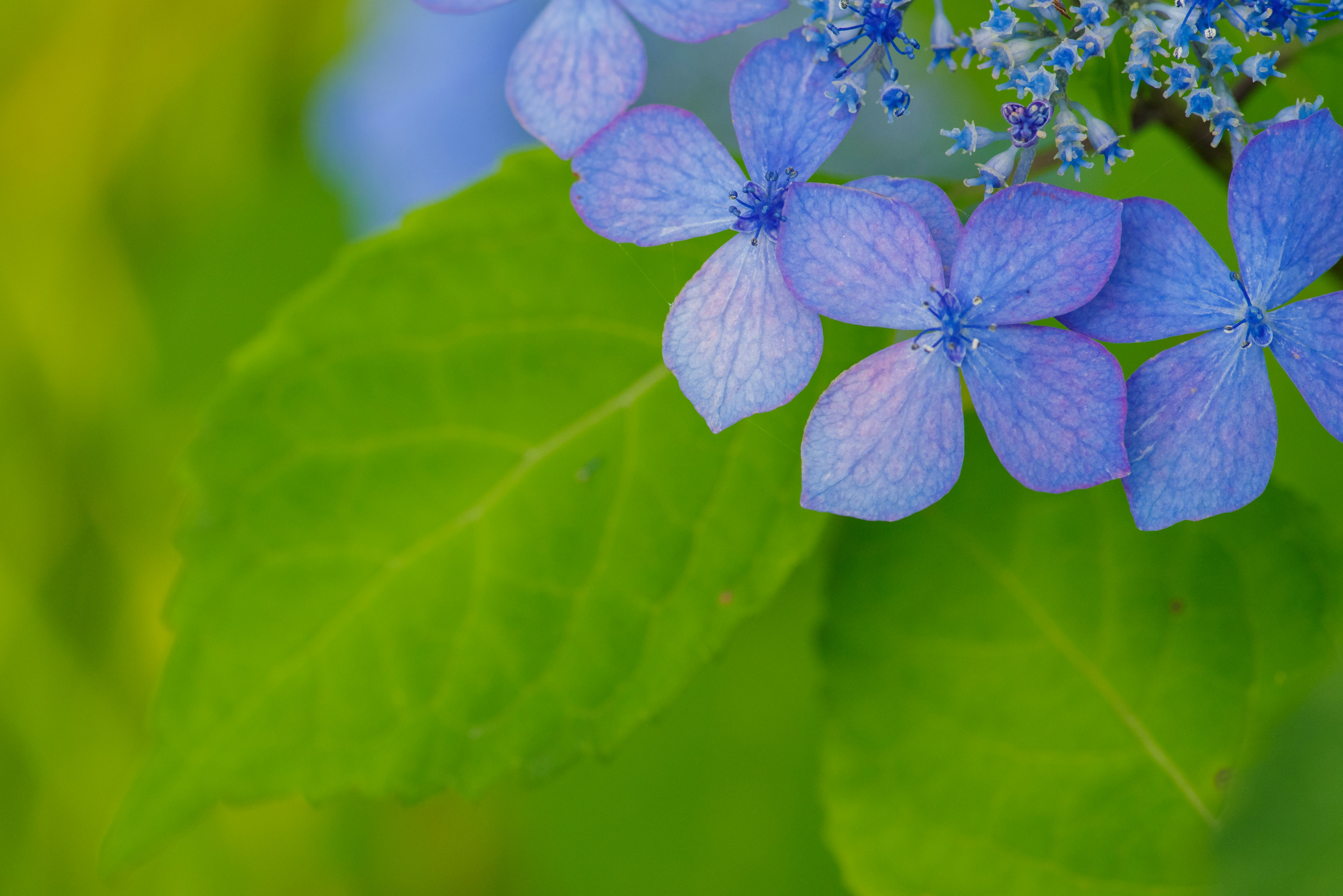 青いアジサイの花と緑の葉のクローズアップ