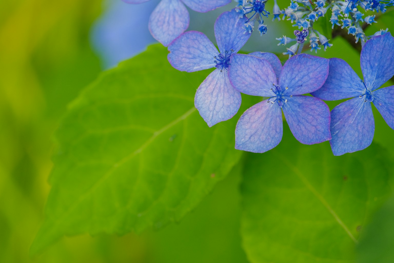 Foto in primo piano con fiori blu e foglie verdi