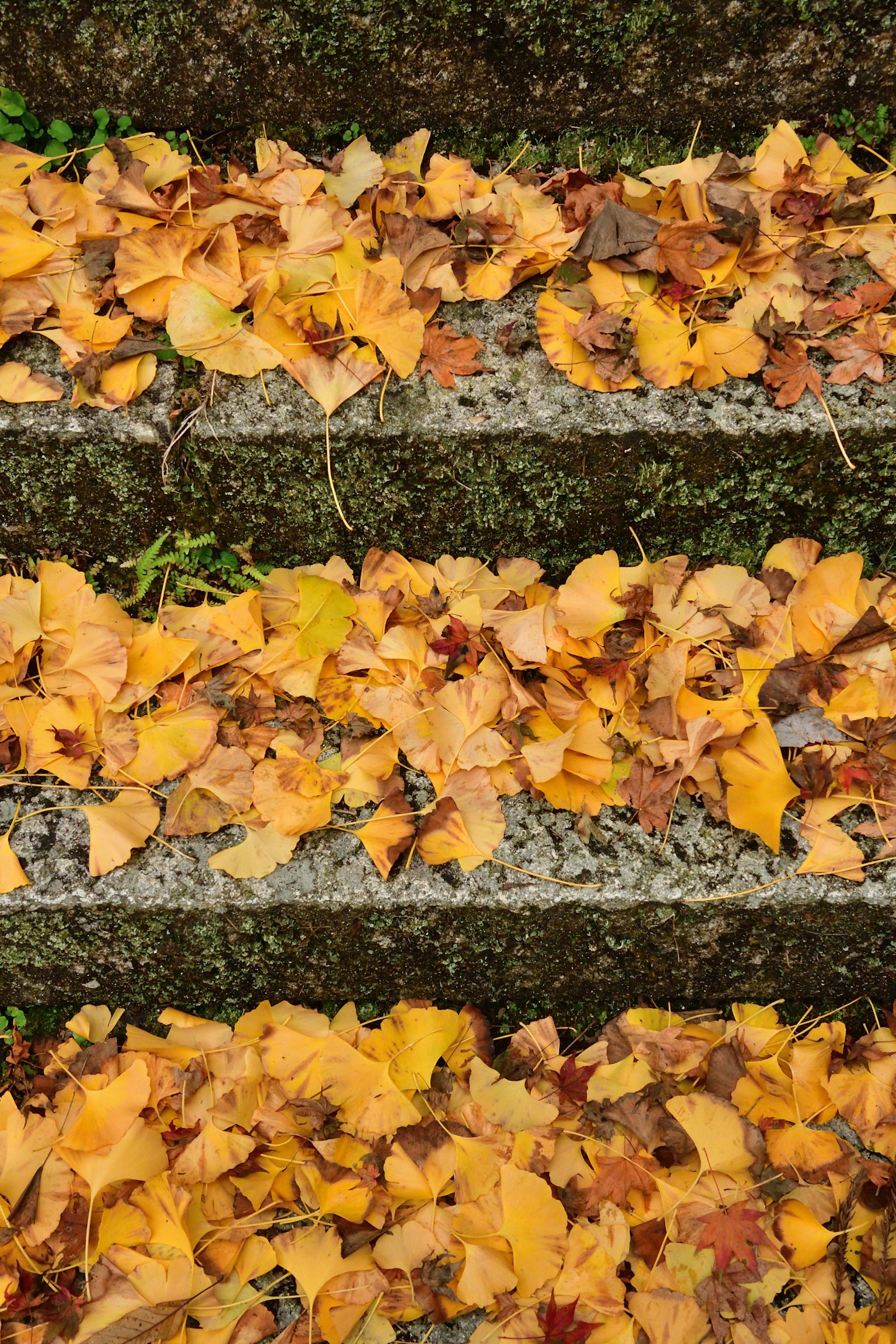 Hojas amarillas de otoño esparcidas en escalones de piedra