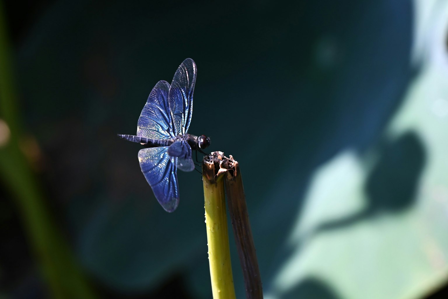 A blue butterfly perched on the tip of a stem in a natural setting
