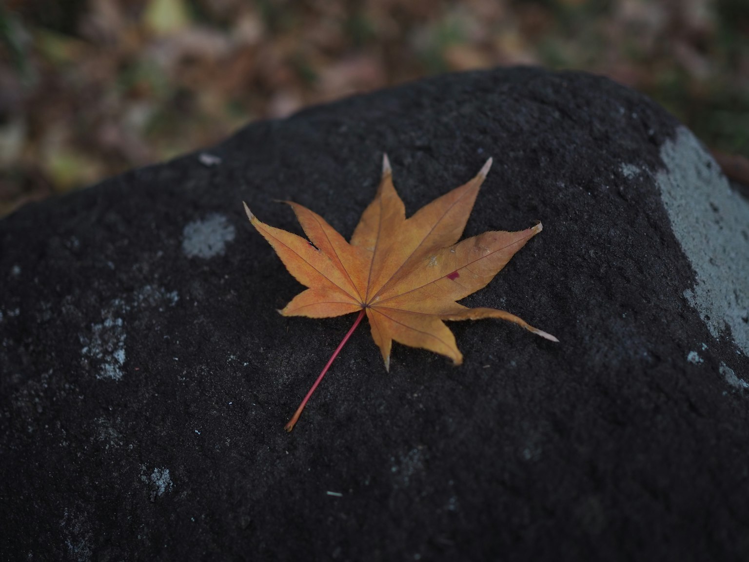 Orange maple leaf resting on a rock