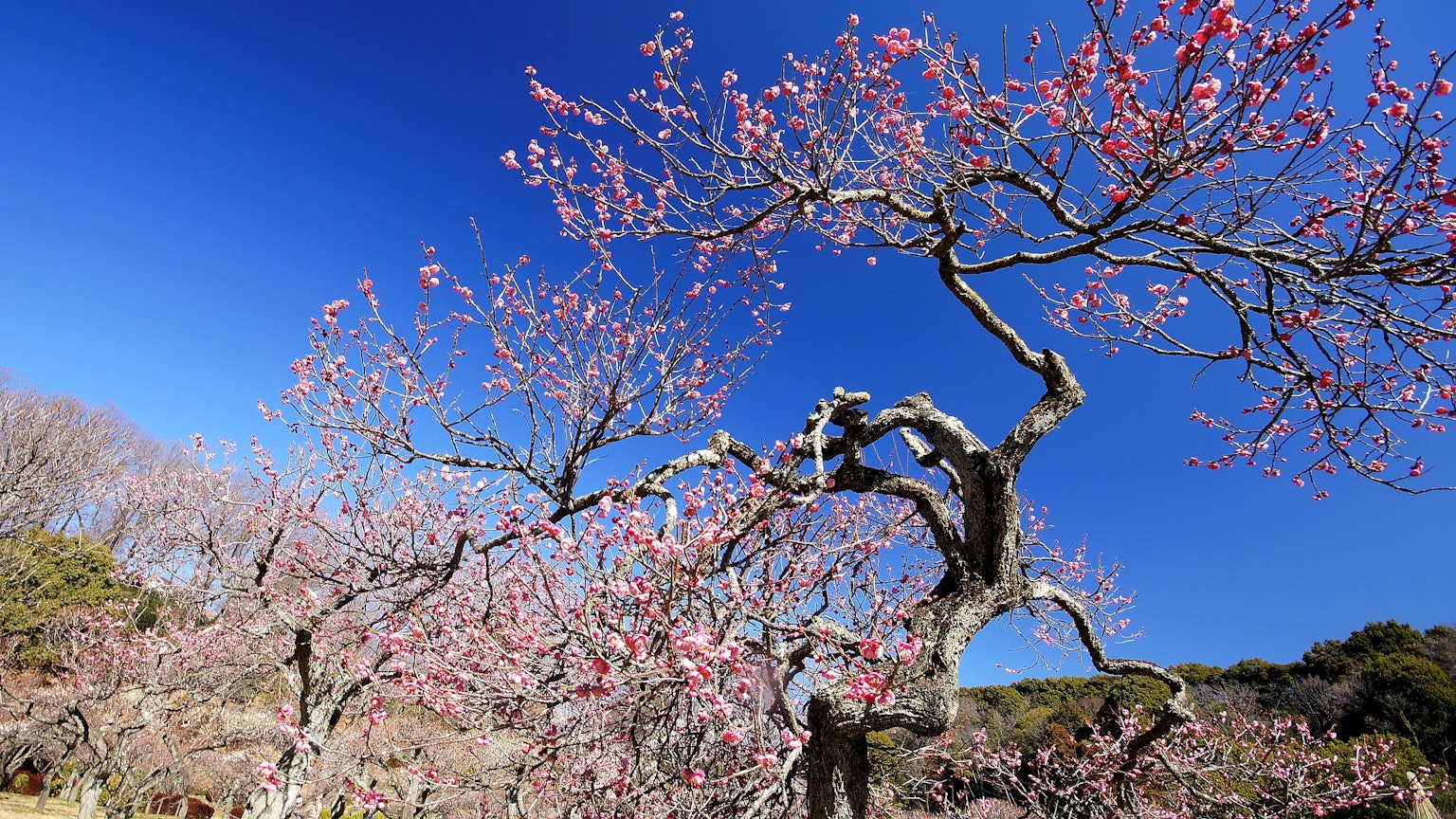 Árboles de cerezo en flor contra un cielo azul claro