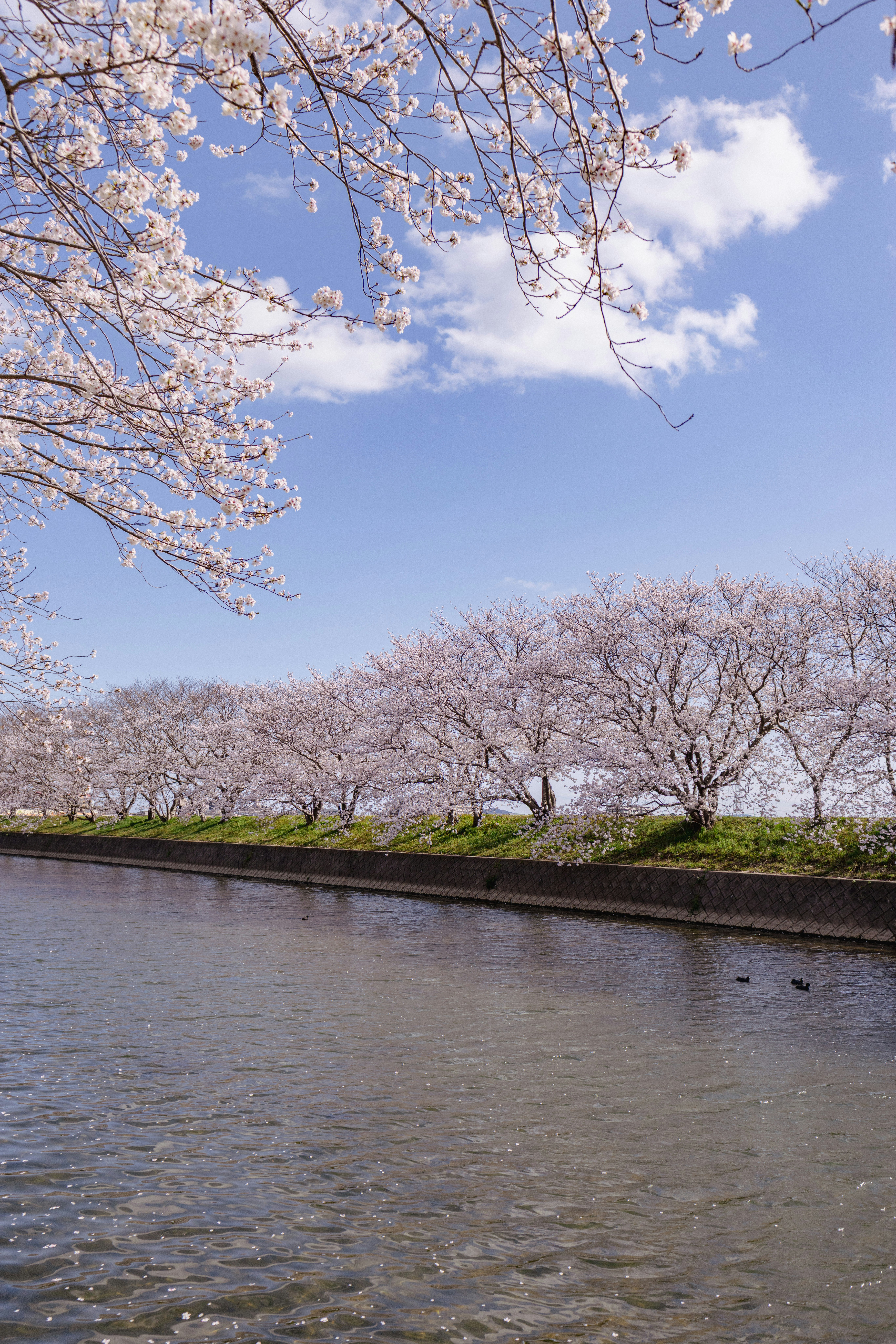 桜の枝と川沿いの春景色