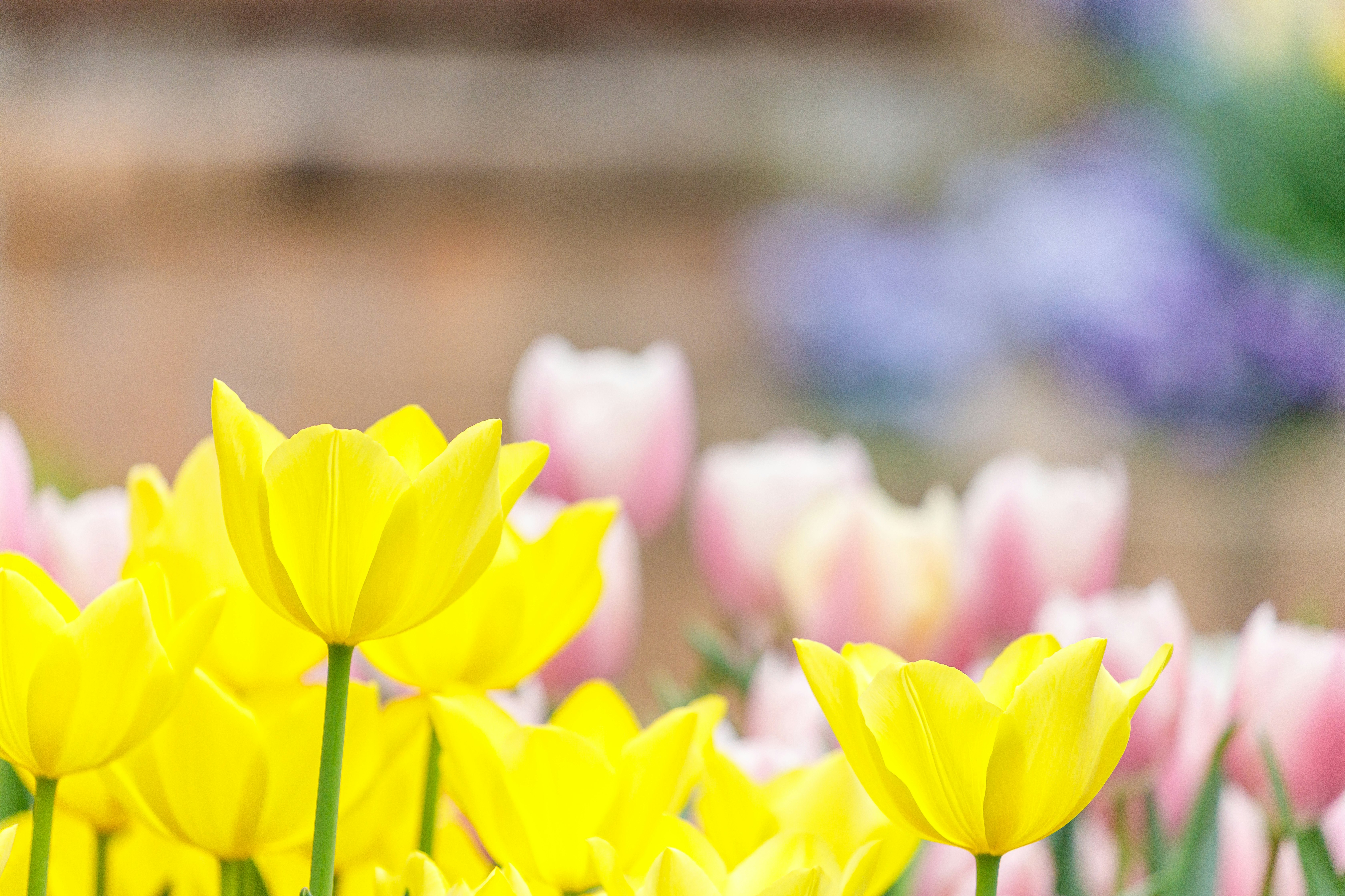 黄色いチューリップの花畑のクローズアップ